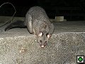 thn_NZ leden-unor 2006 339.jpg